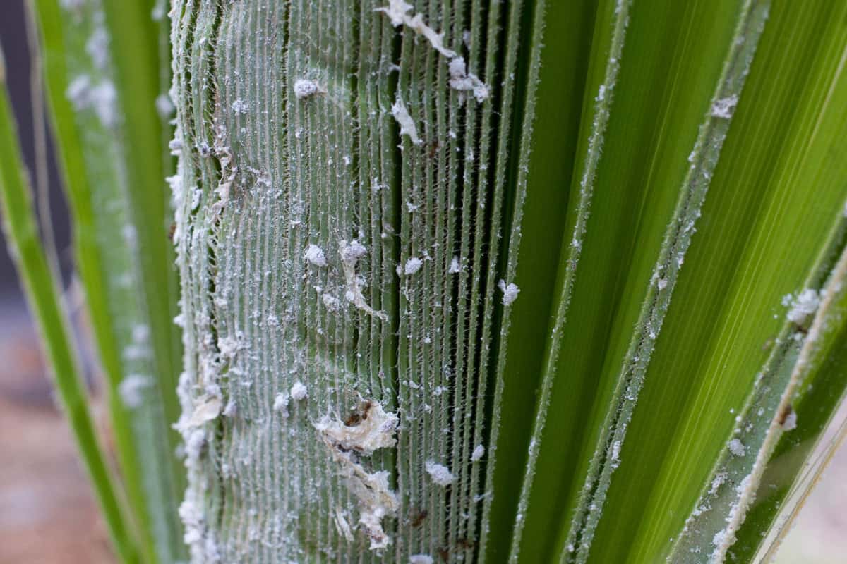 Palm leaves densely covered with scale insects. Mealy mealybug. 