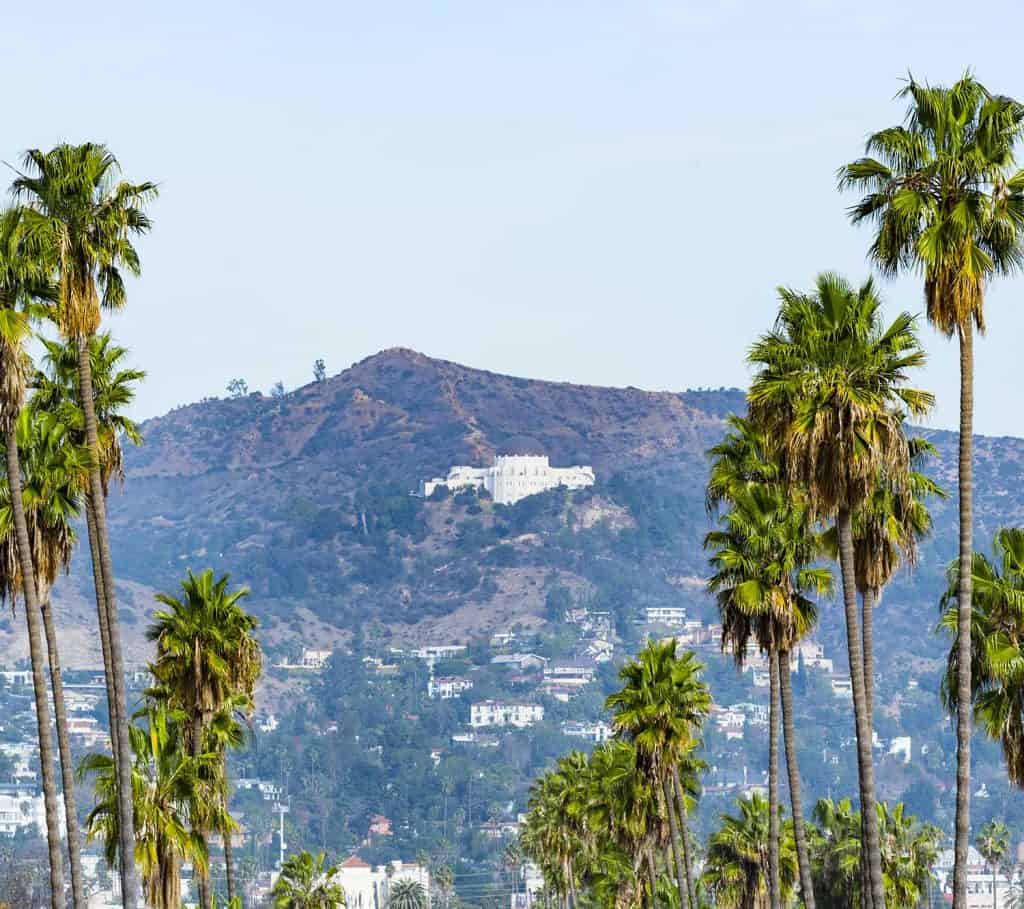 Palm trees in Los Angeles, California with Griffith Observatory on the background