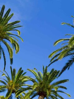 Palm trees rise into a perfect blue sky in a tropical paradise