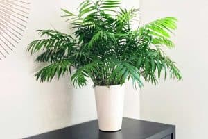 Read more about the article Parlor Palm Care Guide For Beginners