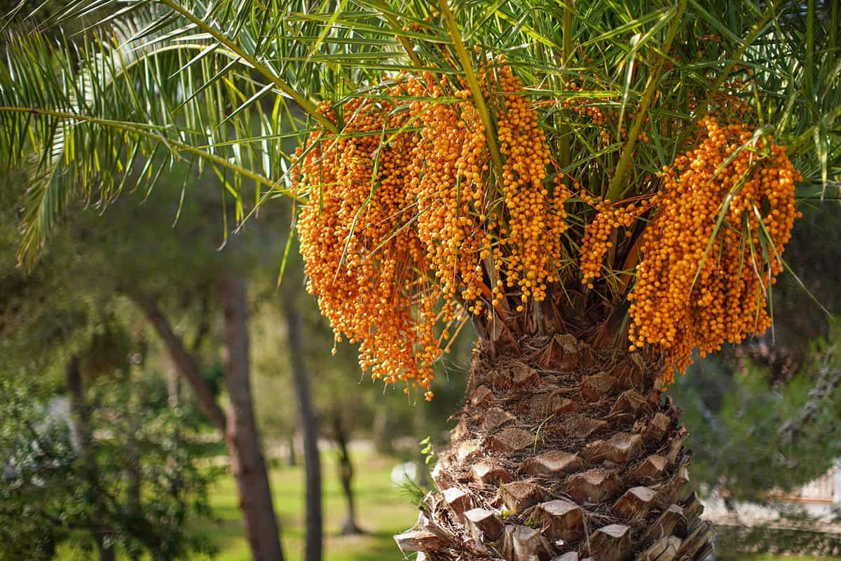 Pindo jelly palm (butia capitata) yellow fruits hanging from a tree