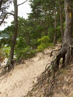 Pine Tree roots stabilize the sand dunes on the shore near the village