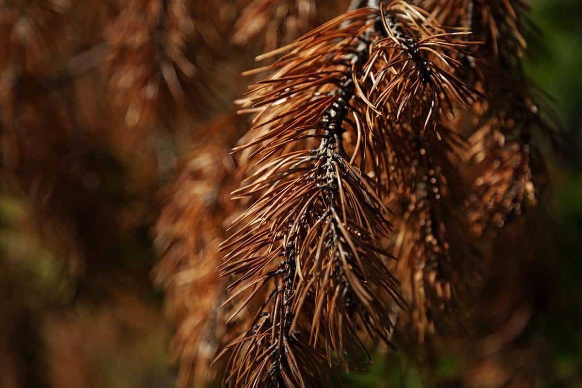 Pine needles that have dried and died in close-up