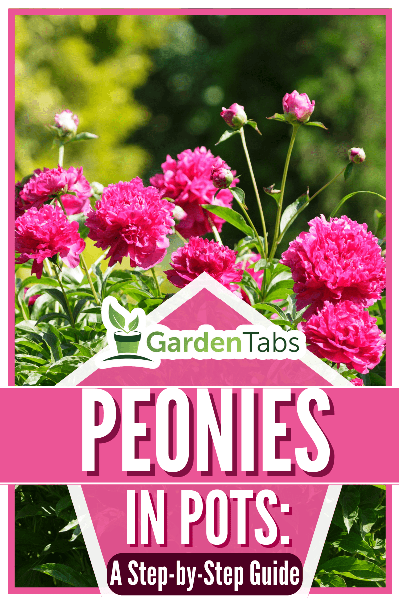 Pink peonies flower bloom on background of blurry white peonies in peonies garden.