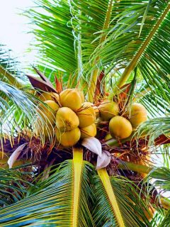 Ripe coconuts hanging on palm tree in tropical garden