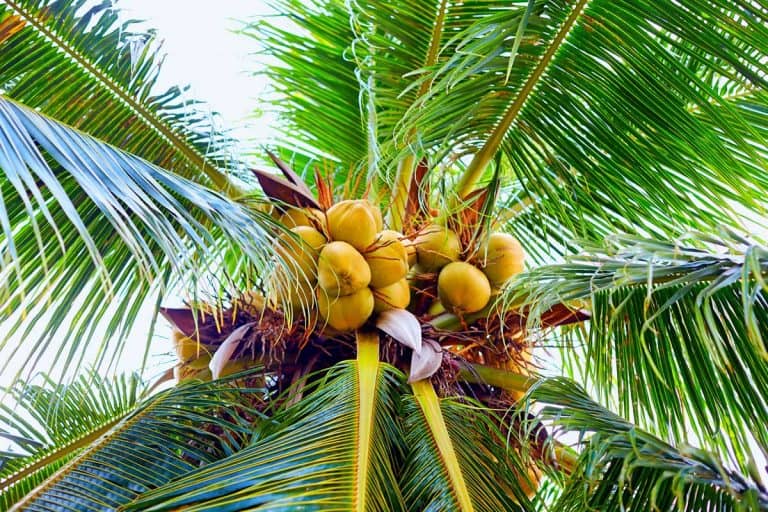 Ripe coconuts hanging on palm tree in tropical garden