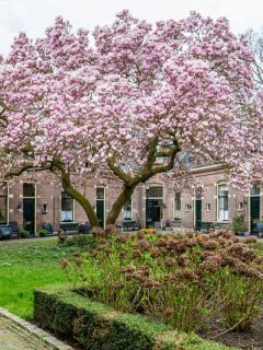 Row of medieval little houses with a pink bllooming tulip tree