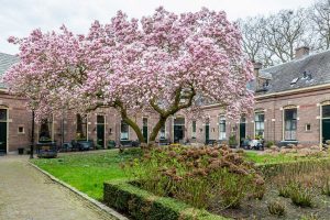 Read more about the article What Is A Tulip Tree? [Inc. Examples and Care Tips]