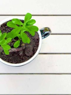 Small pachira aquatica on cup filled with soil and wooden background