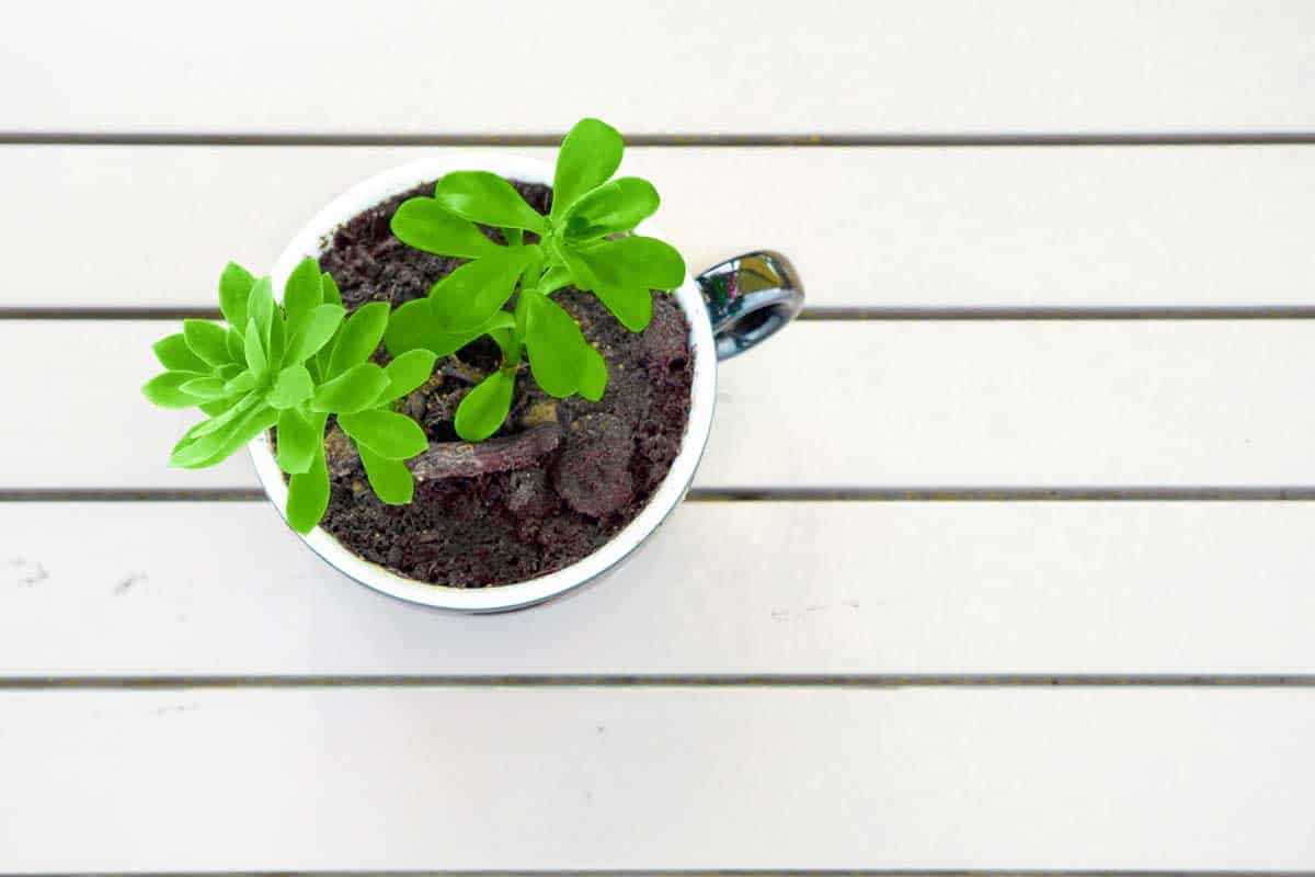 Small pachira aquatica on cup filled with soil and wooden background