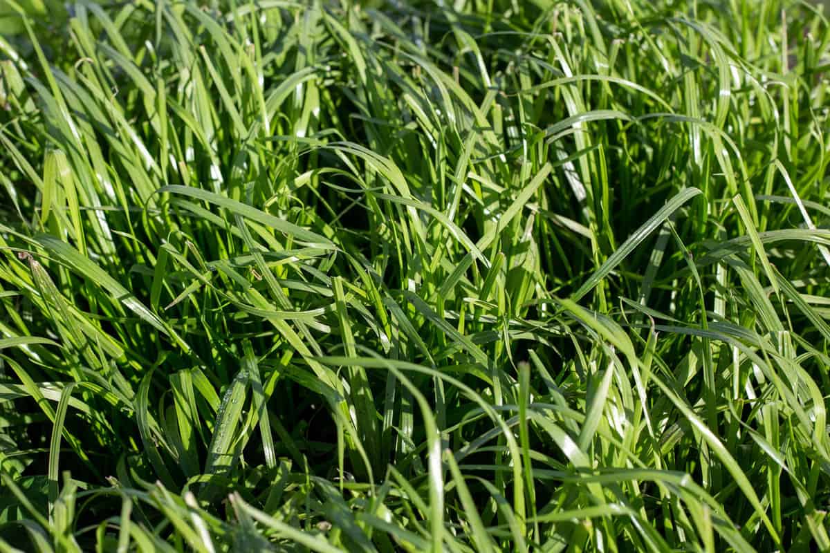 Tetraploid Italian Ryegrass used in a farm pasture plan, Canterbury, New Zealand 