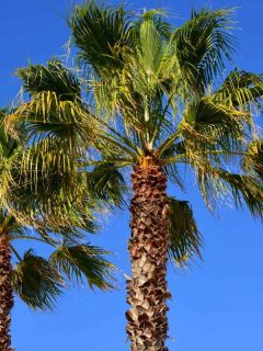 Trachycarpus fortunei palms against blue sky (Chusan palm, windmill palm or Chinese windmill palm), How to Care for Palm Trees in Florida