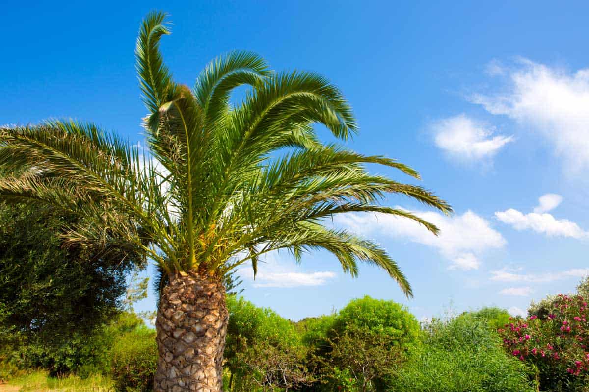 How to Tell How Old a Palm Tree Is? 