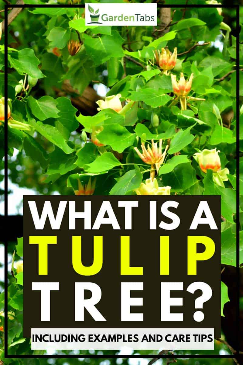 What Is a Tulip Tree? [Inc. Examples and Care Tips]