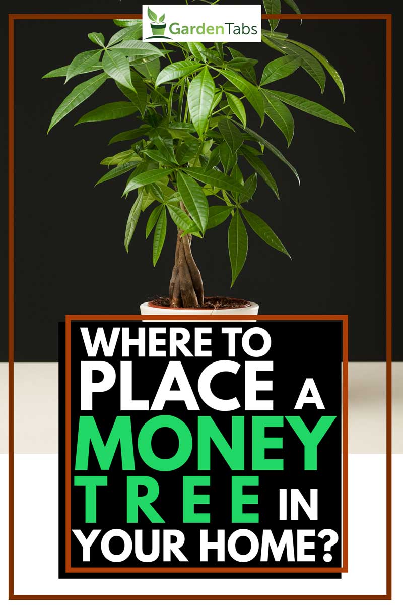 Where To Place A Money Tree In Your Home Garden Tabs