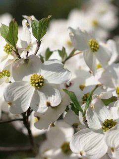 White dogwood flowers with green leaves during springtime, 10 Trees With White Flowers In Springtime