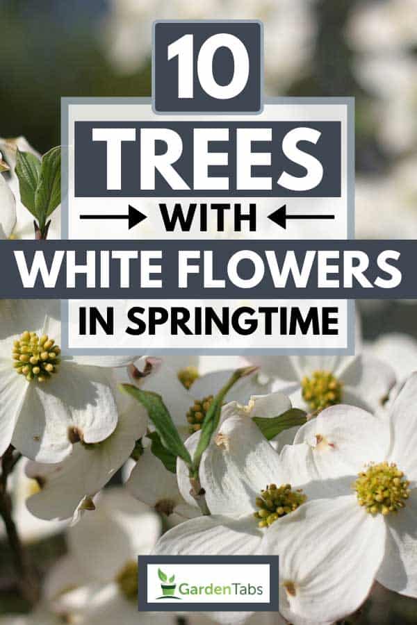 White dogwood flowers with green leaves during springtime