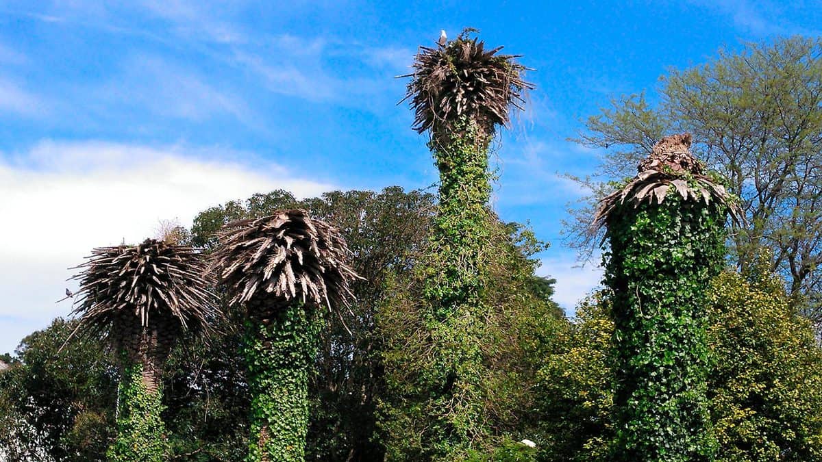 Withered palm trees because of Red Weevil (Rhynchophorus ferrugineus) in Cambados