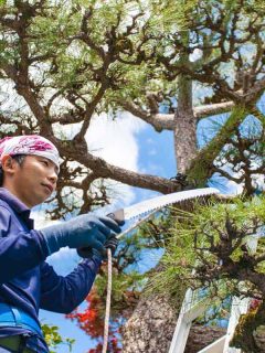 Young Japanese Gardener pruning pine tree