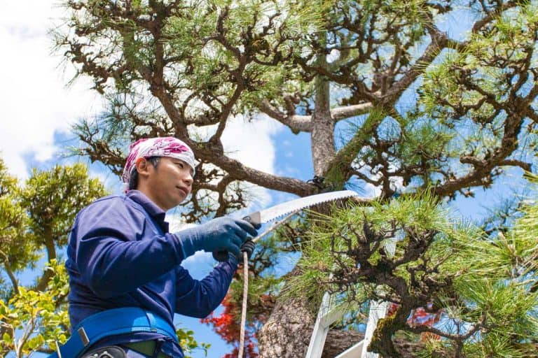 Young Japanese Gardener pruning pine tree