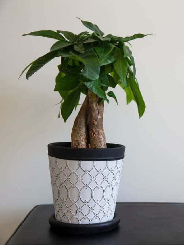 A Money Tree Plant with Ornate Braided Trunk in a white pattern pot on a white background