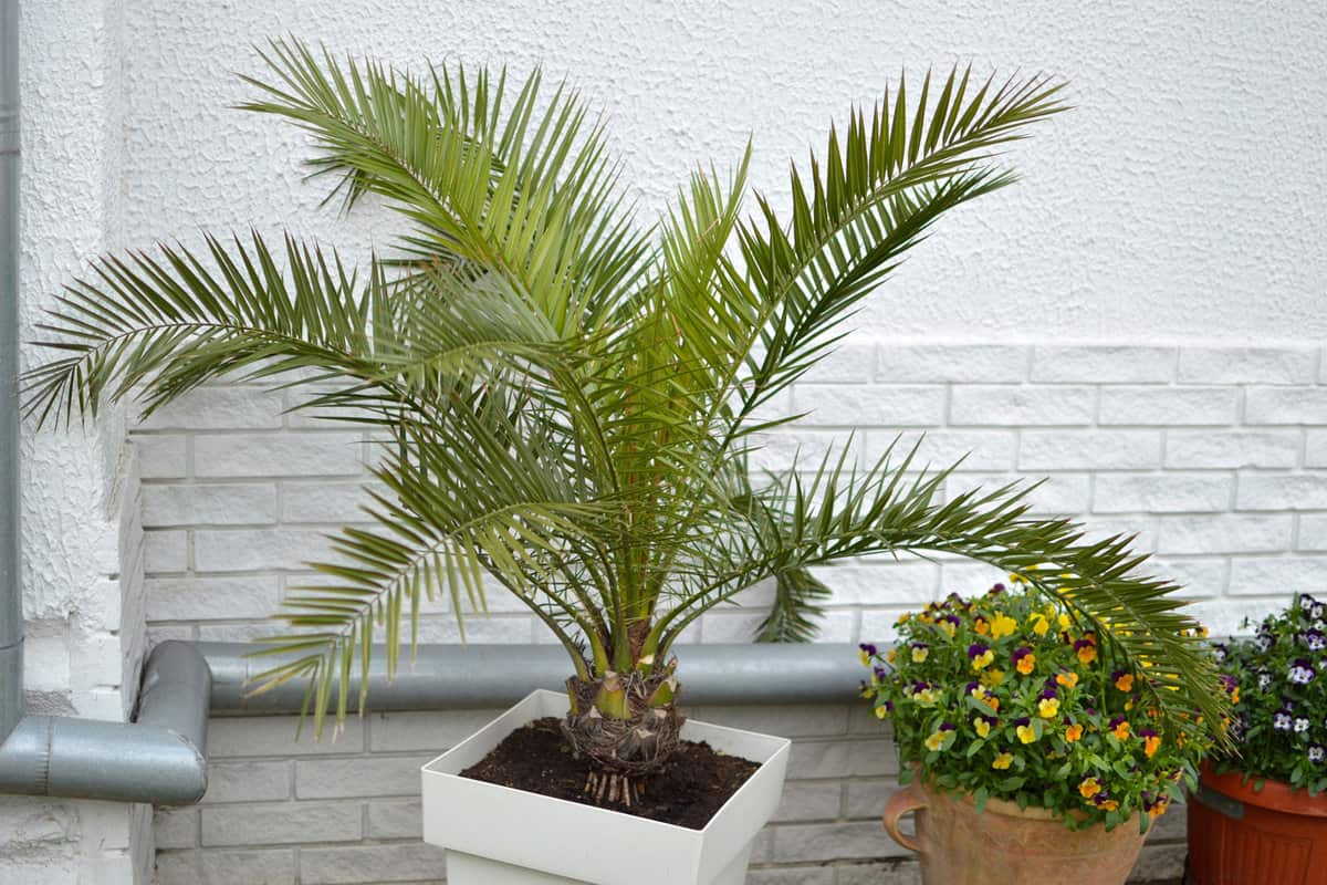 majesty palm tree growing in the pot 