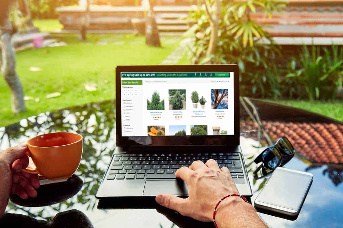 A man browsing a pine trees online while holding a cup of coffee, Where To Buy Pine Trees