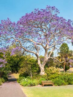 Blooming jacaranda tree in the park, 19 Gorgeous Large Flowering Trees