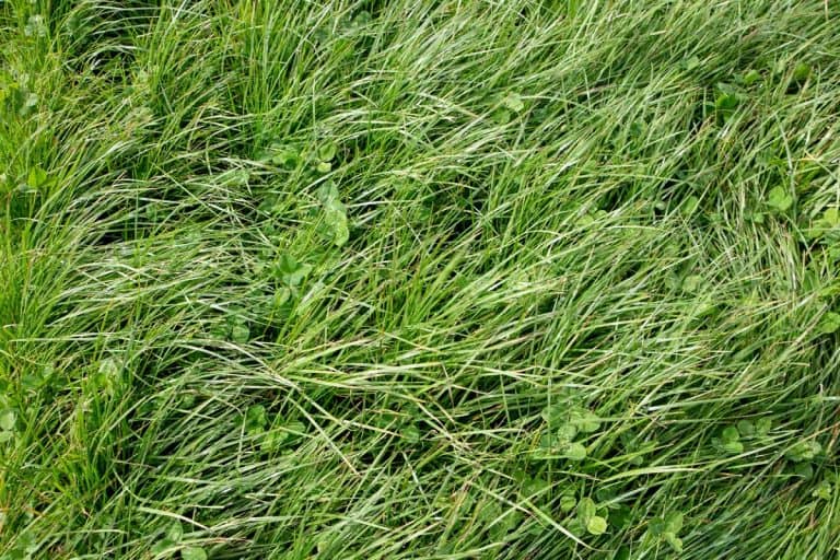 Close up shot of Perennial Ryegrass, 11 Perennial Ryegrass Facts For Lawn Owners