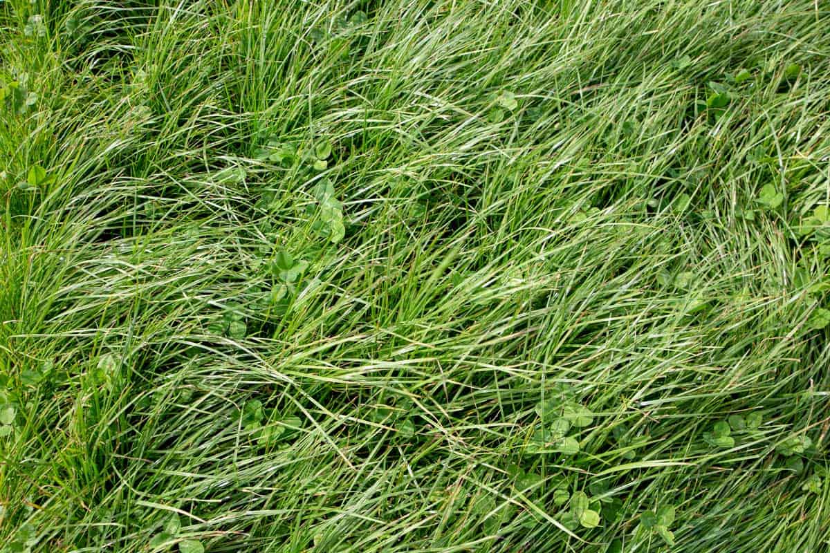 Close up shot of Perennial Ryegrass, 11 Perennial Ryegrass Facts For Lawn Owners