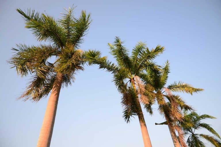 How Fast Do Palm Trees Grow?, Foxtail palm trees in the wind with blue sky background