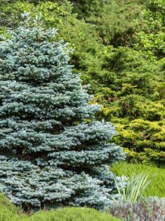 9 Beautiful Weeping Evergreen Trees for Landscaping, Perfectly formed ornamental blue spruce (Picea pungens glauca globosa)in a evergreen garden.
