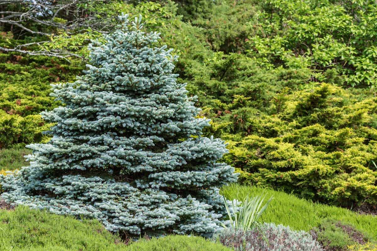 9 Beautiful Weeping Evergreen Trees for Landscaping, Perfectly formed ornamental blue spruce (Picea pungens glauca globosa)in a evergreen garden.