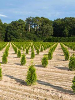 Young pine trees planted on the ground in perfect straight line, How To Grow A Pine Tree from Seed