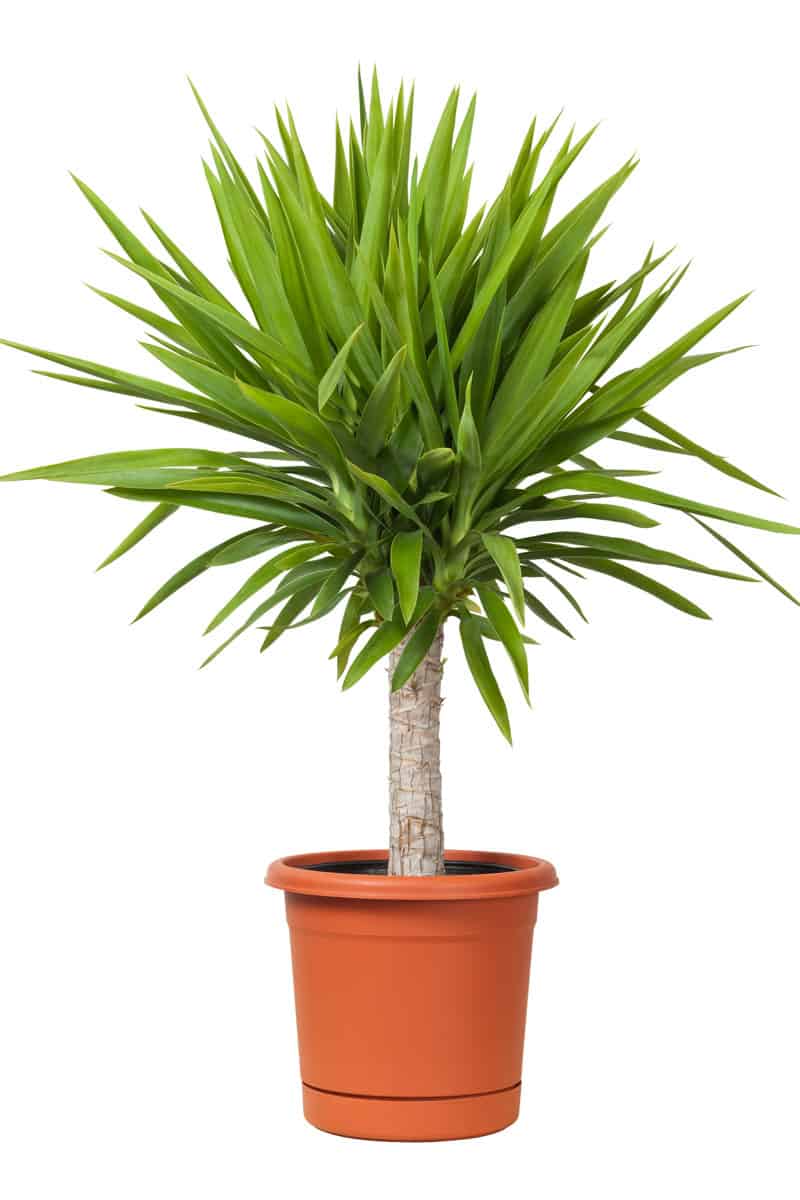 Yucca Potted Plant isolated on a white background
