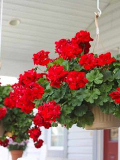 baskets of red geraniums hanging on the front porch, 7 Fragrant Indoor Plants That Thrive in Low Light