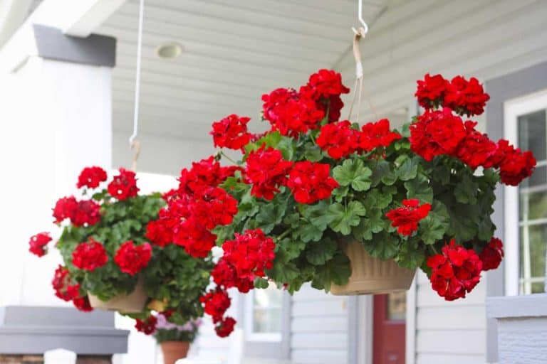 baskets of red geraniums hanging on the front porch, 7 Fragrant Indoor Plants That Thrive in Low Light