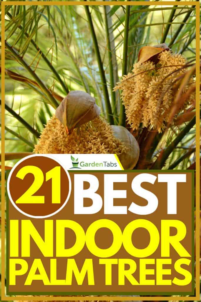 Pheonix Roebelinii palm tree photographed outside, 21 Best Indoor Palm Trees