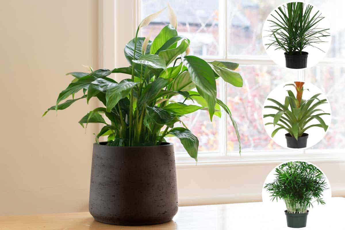 A collage of large indoor plants for low light with peace lily plant on the background, 14 Large Indoor Plants For Low Light