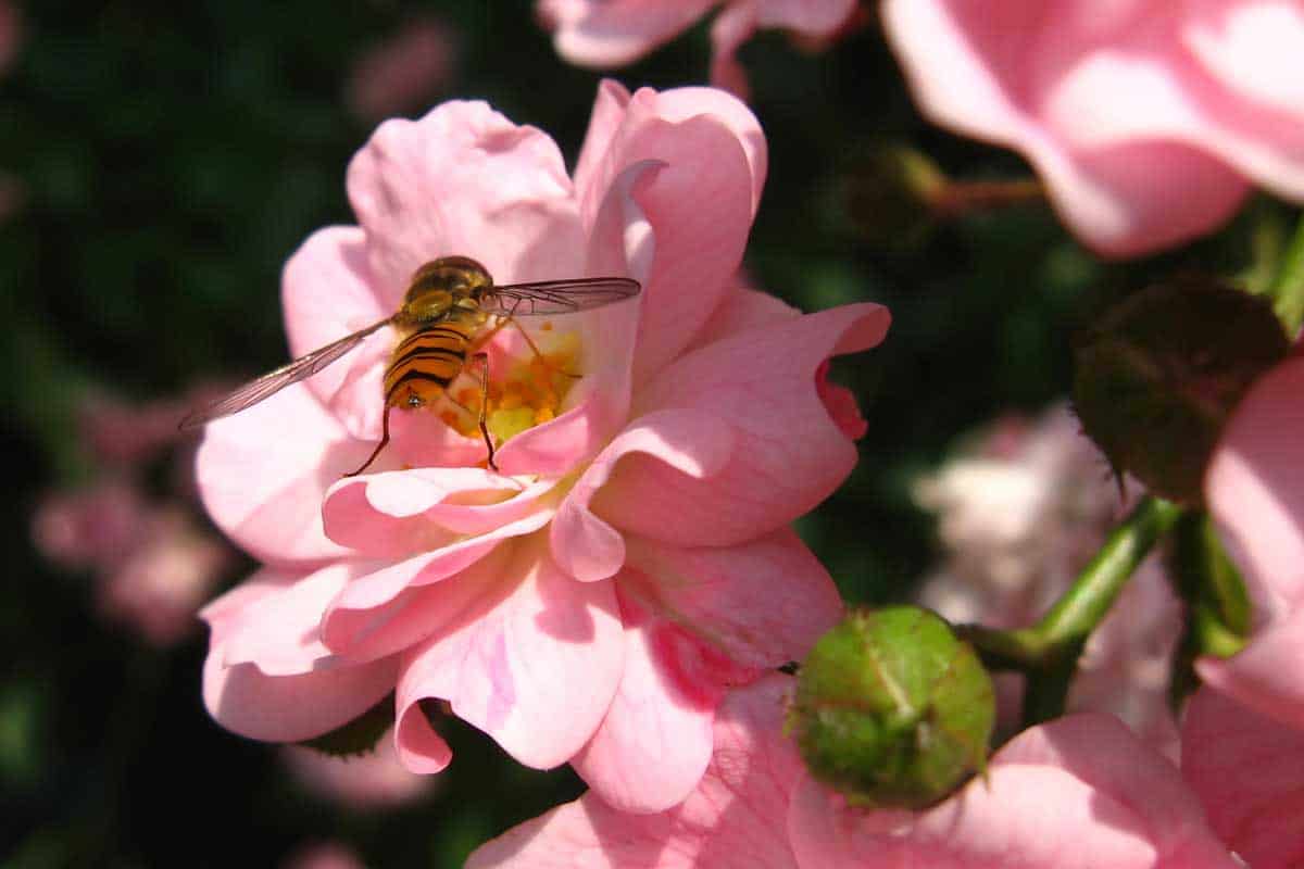 A pink rosebush with focus on a bee gathering pollen, Do Roses Attract Pollinators?