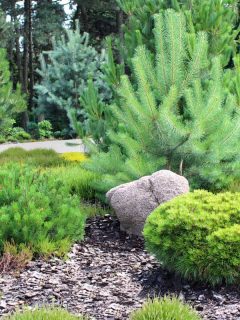 Alpine garden with beautiful landscaping for pathway, 15+ Pine trees landscaping ideas