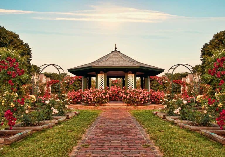 Beautiful formal rose garden late in the day, 33 Gorgeous Rose Garden Ideas [Photo Inspiration]