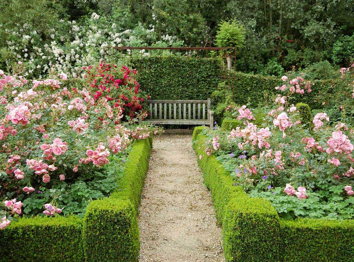 Beautiful garden with rose shrubs, trimmed buxus and hornbeam hedge