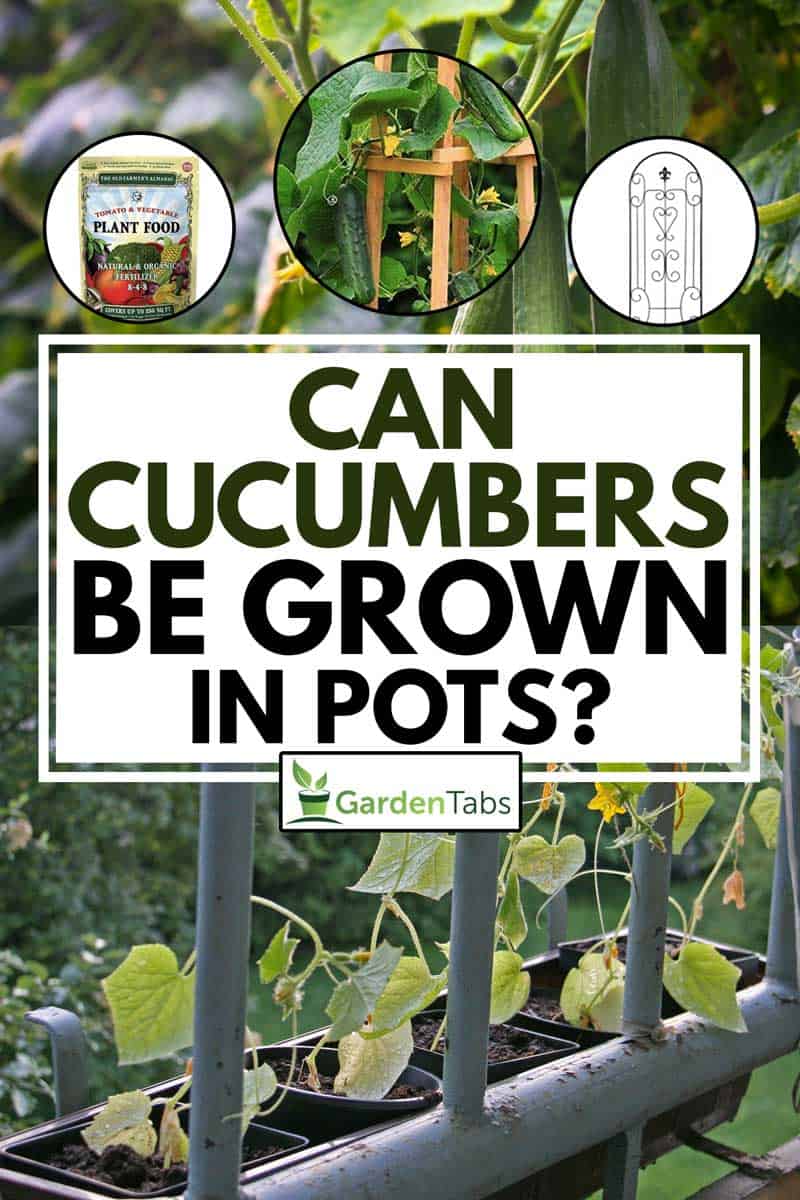 A collage of growing a cucumber in a pot, balcony gardening, Can Cucumbers Be Grown In Pots?