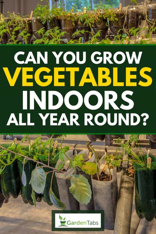 Can You Grow Vegetables Indoors All Year Round?