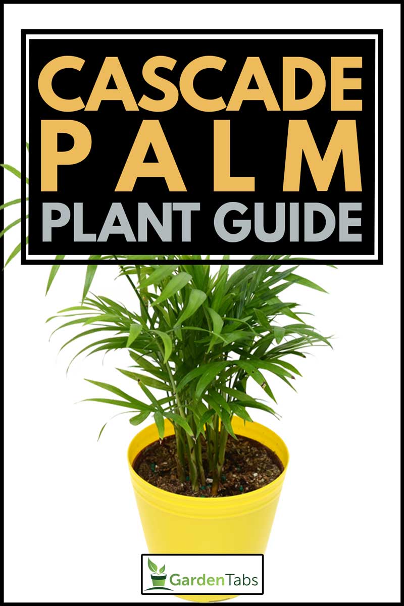 Cascade Palms (chamaedorea cataractarum) in a white backkground, Cascade Palm Plant Guide