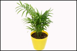 Read more about the article Cascade Palm Plant Guide