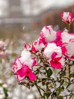 Close-up of purplish red rose flowers, partly covered with snow, during a snowstorm, How To Care For Roses During Winter [5 Actionable Tips]
