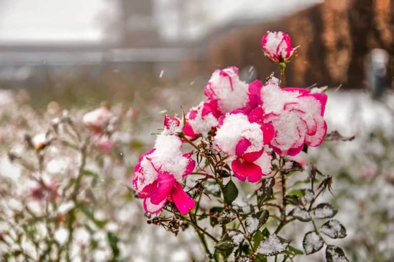 Close-up of purplish red rose flowers, partly covered with snow, during a snowstorm, How To Care For Roses During Winter [5 Actionable Tips]