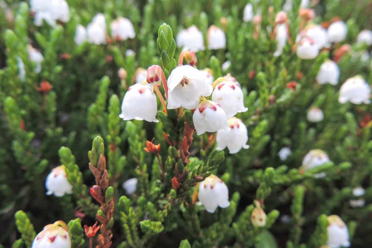 Close up of western moss heather and white mountain heather (Cassiope mertensiana), taken in Banff National Park